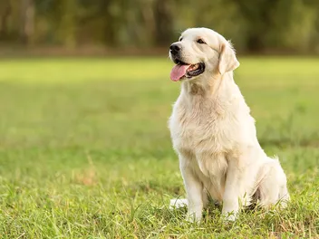 Top 20 Most Popular Dog Breeds in the UK in 2026 (With Info & Pictures)