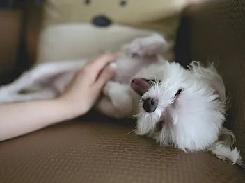 Why Do Dogs Like Belly Rubs So Much? 6 Vet-Verified Reasons