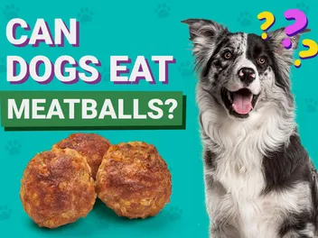 Can Dogs Eat Meatballs? Vet-Verified Nutrition Info & Tips