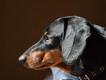 10 Best Dog Foods for Shiny Coats in 2026 – Reviews & Top Picks