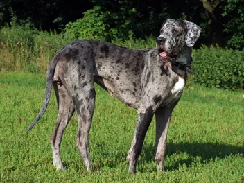 Are Great Danes Hunting Dogs Traditionally? History & Temperament