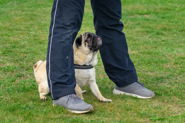 How to Train a Pug: 11 Vet-Reviewed Tips & Tricks
