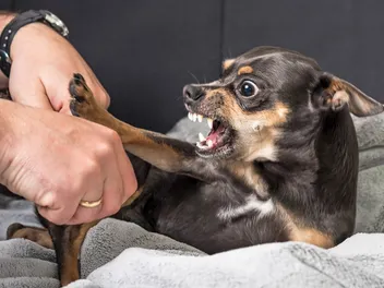 Why Do Chihuahuas Have a Bad Reputation? Myths Revealed