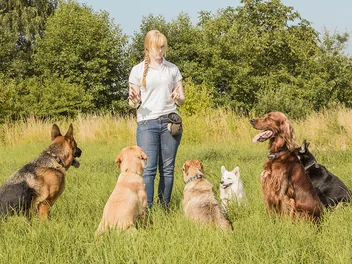5 Modern Dog Training Methods: Vet-Reviewed Facts & FAQ
