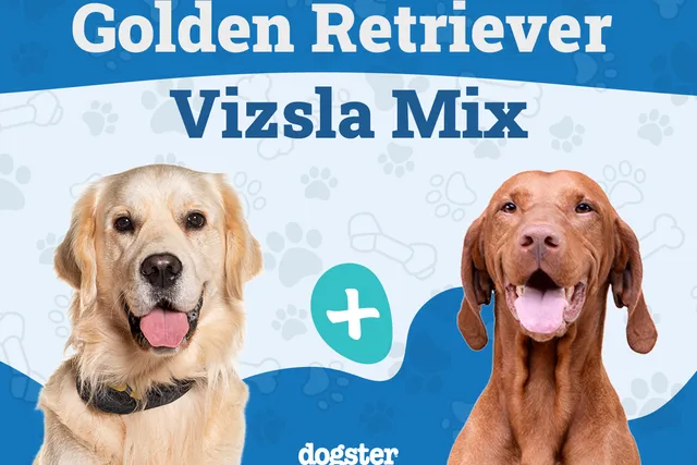 Golden Retriever Vizsla Mix: Info, Pictures, Care Guide & More