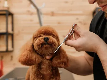 11 Low-Maintenance Poodle Cuts (With Info & Pictures)