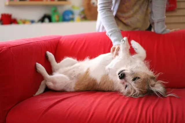 Why Do Dogs Love Belly Rubs? Vet-Approved Interaction Facts & FAQ