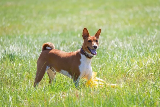 Basenji Dog Breed: Info, Pictures, Care, & Facts