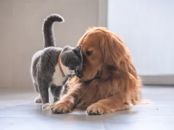 20 Dogs That Are Good with Cats: Pictures & Facts