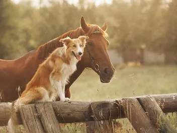 Are Horses Smarter Than Dogs? Animal Intelligence Explained
