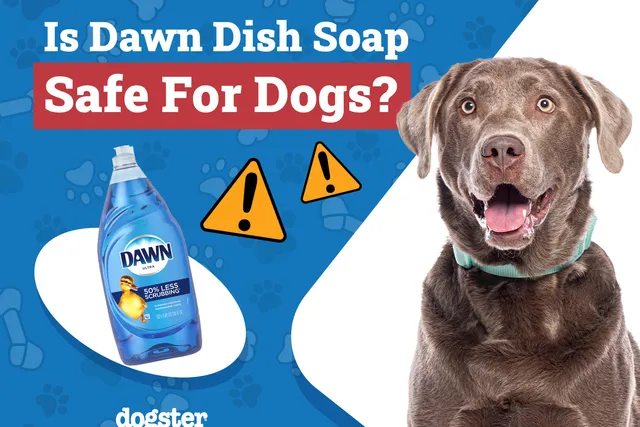 Is Dawn Dish Soap Safe for Dogs? Vet-Verified Facts & FAQ