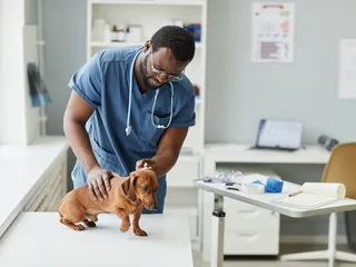 Chronic Hepatitis In Dogs: Our Vet Discusses Signs, Causes & Treatment