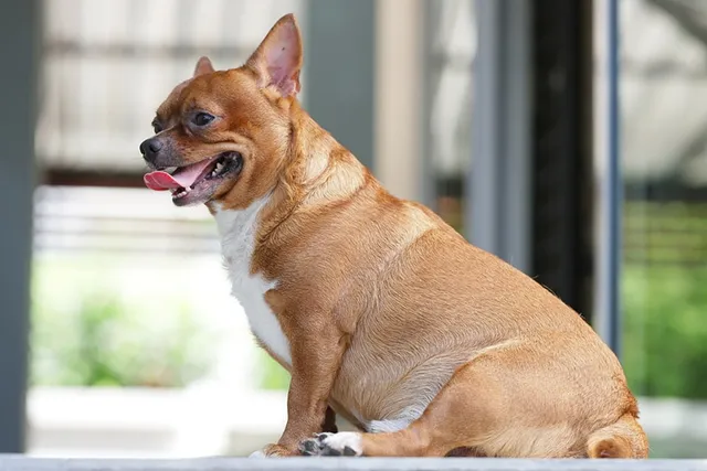 How to Put a Dog on a Diet: 10 Vet-Approved Weight Management Tips