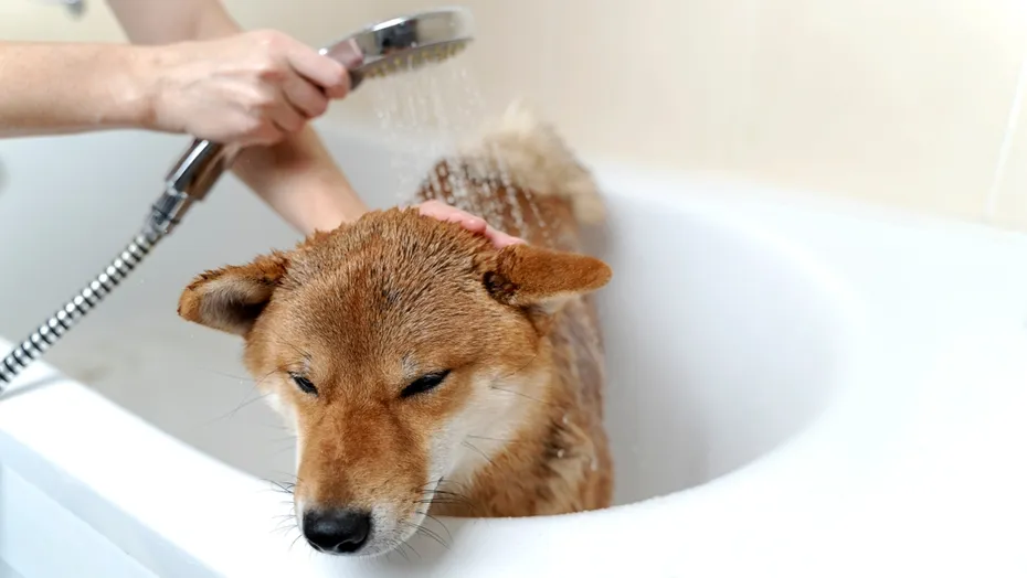 owner-bathing-the-shiba-inu