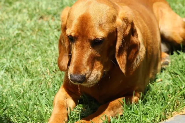 Beaker (Beagle & Cocker Spaniel Mix): Info, Pictures, Care & More