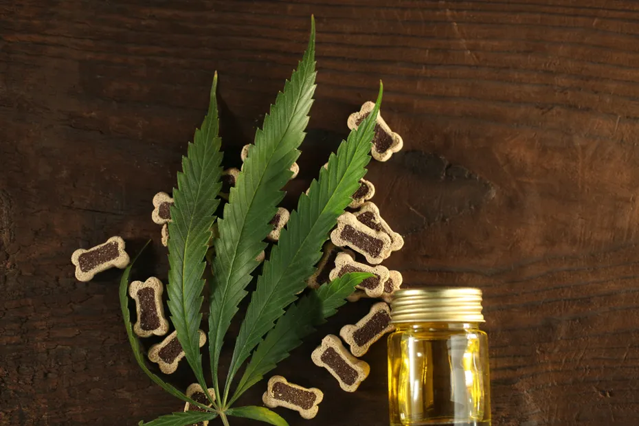 cannabis cbd oil dog treats