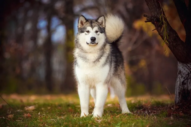 alaskan malamute_Tatyana Kuznetsova, Shutterstock