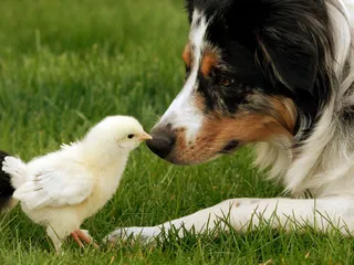 12 Best Farm Dogs: Pictures, Facts & History