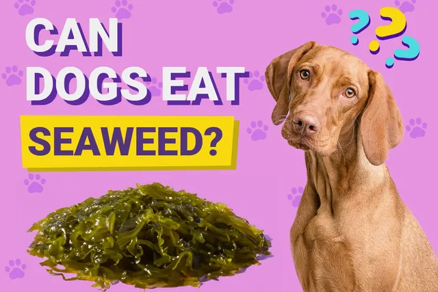 Can Dogs Eat Seaweed? Vet-Verified Facts & FAQ