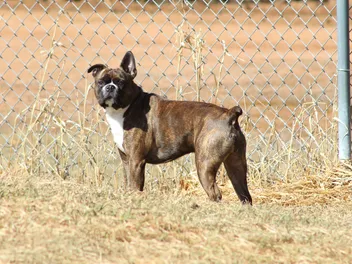 Miniature Boxer (Boston Terrier & Boxer Mix): Info, Pictures, Care & More