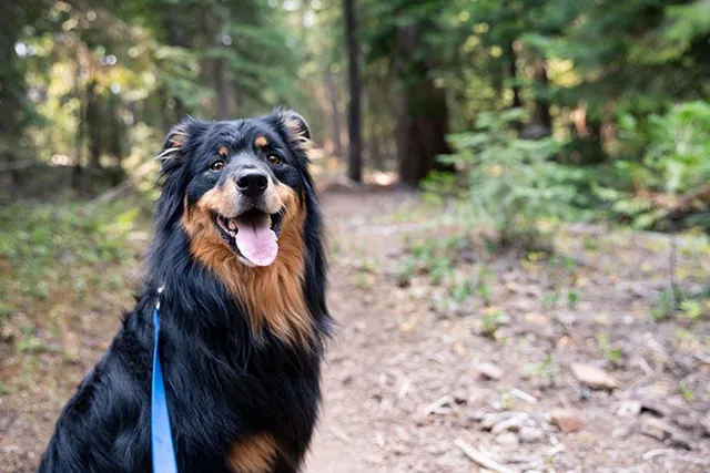 10 Dog-Friendly Trails in Orange County, CA (2026 Update)