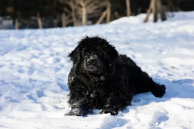 Can A Dog Get Frostbite? Vet Approved Facts & FAQ