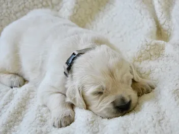 How Long Do Puppies Sleep? Vet-Reviewed Facts & FAQ