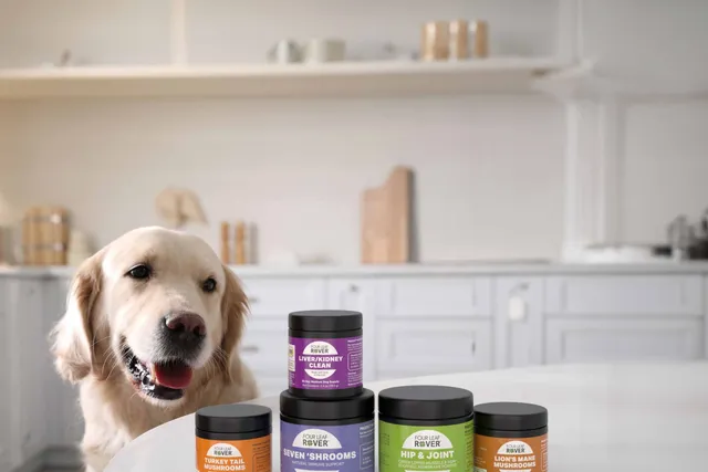 Four Leaf Rover Mushroom Supplements: A Deep Dive into Immune Support for Dogs