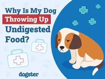 Why Is My Dog Throwing Up Undigested Food? 9 Vet-Reviewed Reasons & Advice