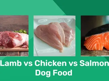 Lamb vs. Chicken vs. Salmon Dog Food: Pros, Cons & Differences