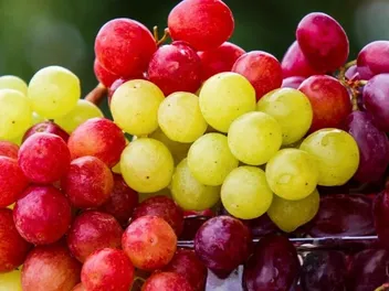 Are Dogs Allergic to Grapes? Vet-Approved Health Facts