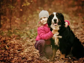 Does a Bernese Mountain Dog Like to Cuddle? Getting to Know Your Dog