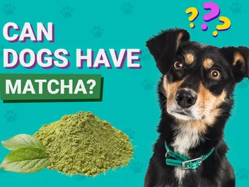 Can Dogs Have Matcha? Vet-Verified Dangers & FAQ