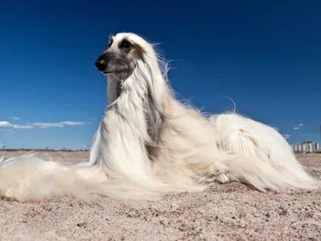 20 Long-Haired Dog Breeds: Info, Pictures & Origins