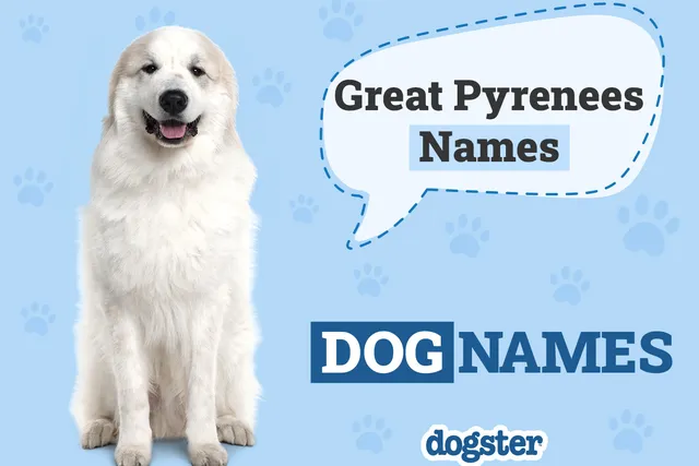 250+ Popular & Unique Great Pyrenees Names
