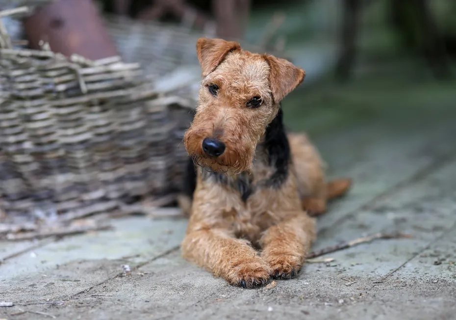 Portrait of a cute female Welsh Terrier hunting dog