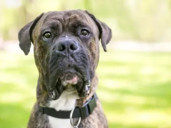 Cane Corso American Bulldog Mix: Info, Pictures, Traits & More