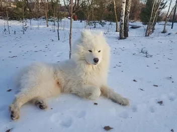 9 Russian Dogs: Breed Information & Descriptions (With Pictures)