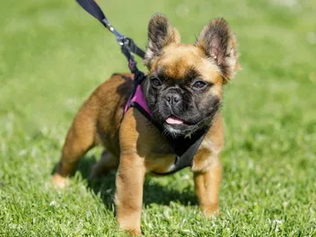Fluffy French Bulldog: Info, Pictures, Origin & History