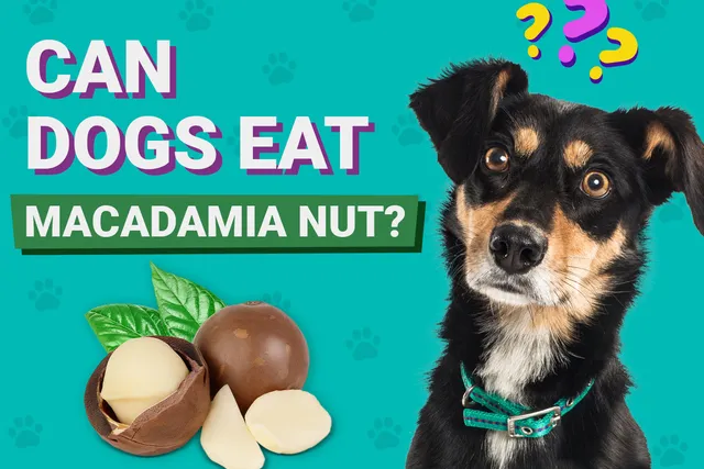Can Dogs Eat Macadamia Nuts? Vet-Verified Facts & FAQ