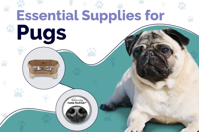 12 Essential Pug Supplies to Get You Started: 2026 Vet-Reviewed Guide
