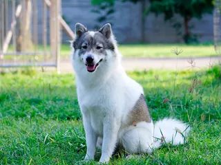 Thai Bangkaew Dog Breed: Info, Pictures, Care Guide & More