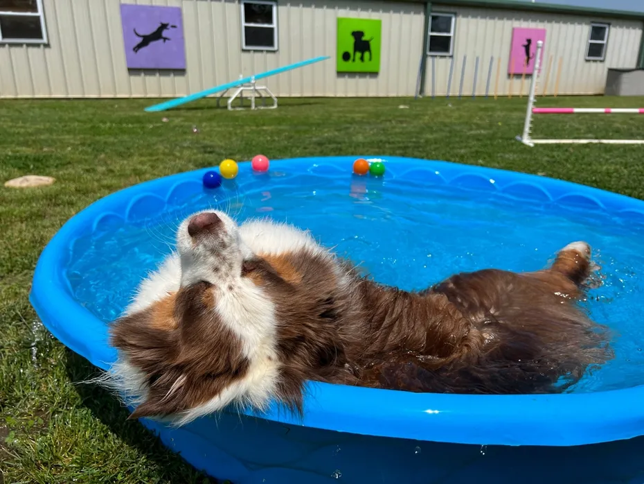Australian Shepherd swimming in a plastic pool
