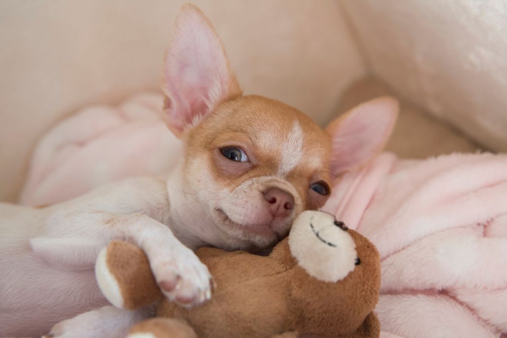 Mini chihuahua puppy dog smiling hugs a teddy bear