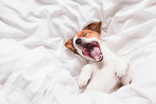 Why Does My Dog Bark in His Sleep? Imagining Their Dreams (Vet-Reviewed)