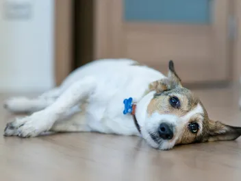 I Think My Neighbor Poisoned My Dog, What Can I Do? Vet-Approved Advice