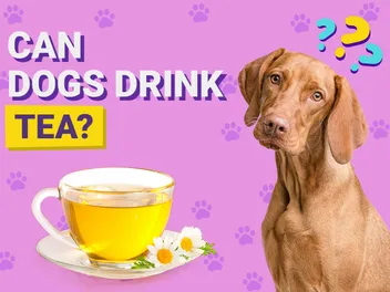 Can Dogs Drink Tea? Vet-Approved Nutrition Facts & FAQ
