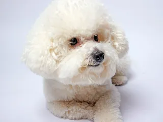 15 Adorable Bichon Frise Haircuts (With Pictures)