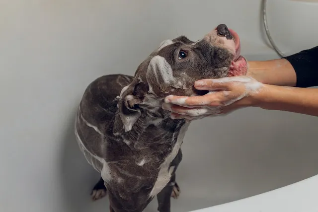 How Often Should I Bathe My Pitbull? Vet Approved Advice