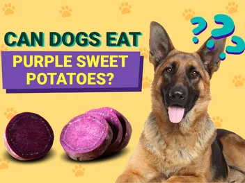 Can Dogs Eat Purple Sweet Potatoes? Vet-Verified Facts & Alternatives